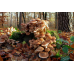 Мицелий Опенка темного / Опенок грунтовой (Armillaria ostoyae)